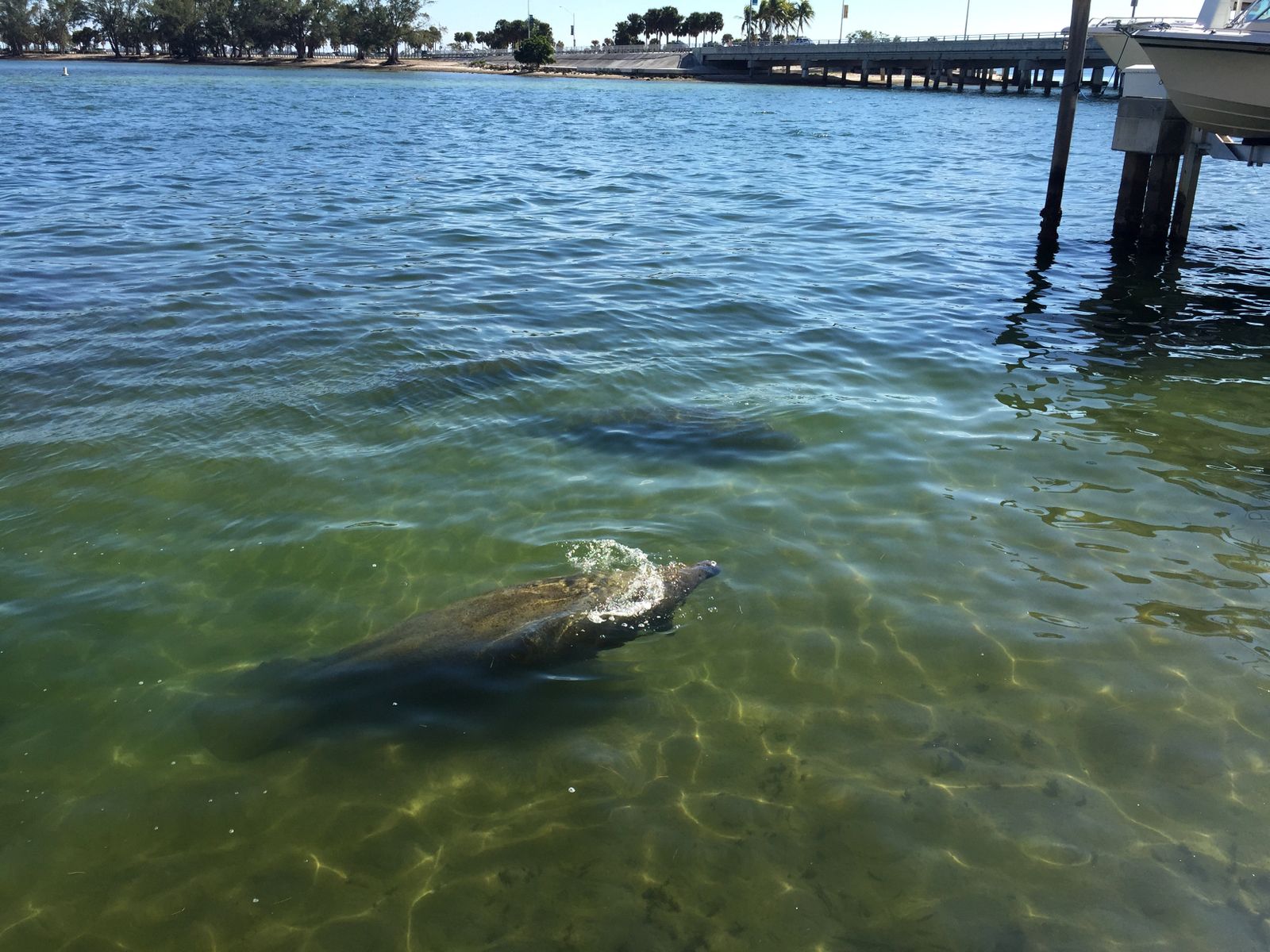 Piden a embarcaciones de Florida ir despacio y respetar las zonas de manatíes