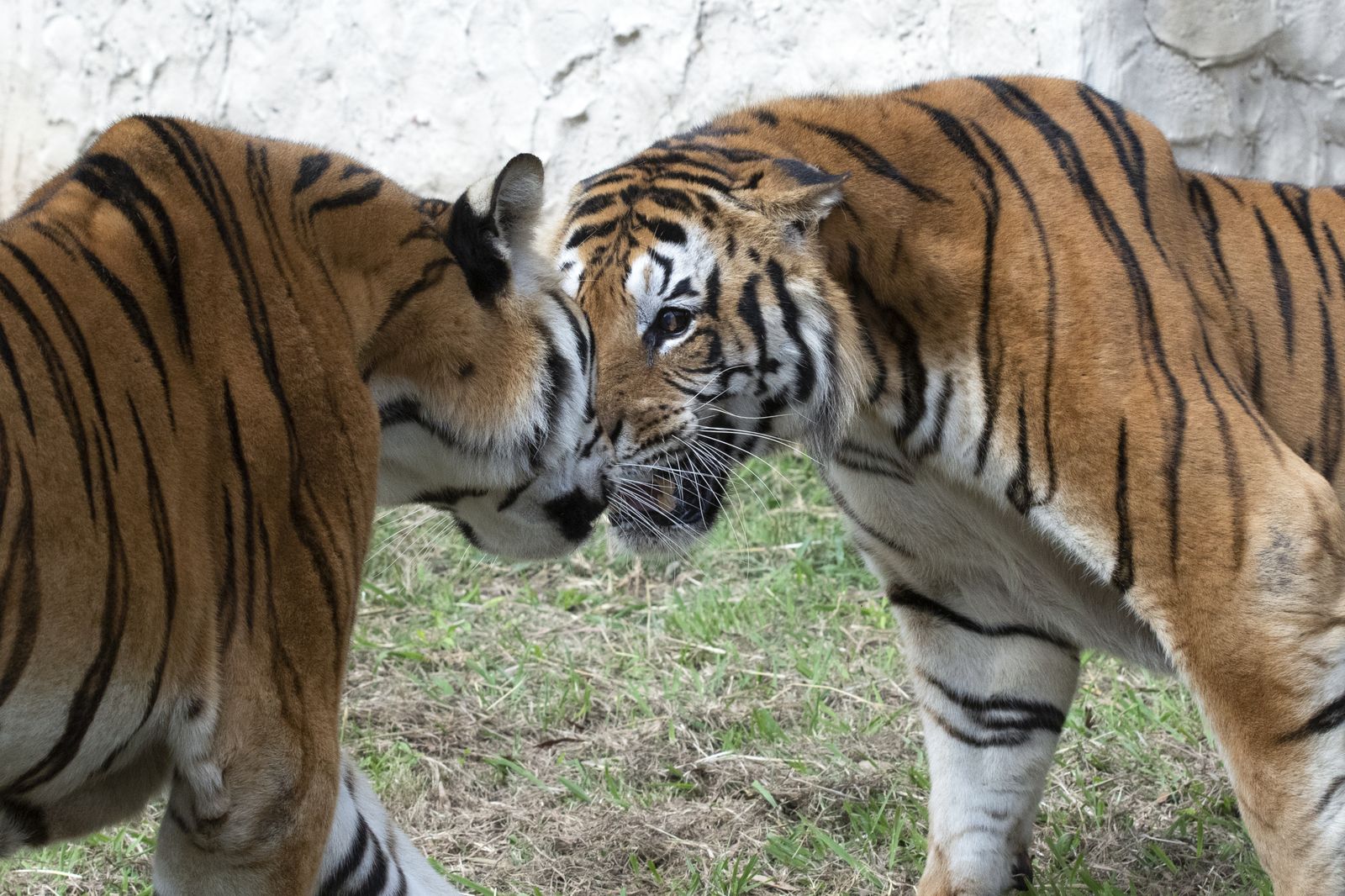 Imagen facilitada de dos de los tigres tras ser liberados en el santuario sudafricano de Lionsrock, a 300 kilómetros de Johannesburgo (Sudáfrica) el pasado 12 de marzo. Sandro, Mafalda, Gustavo y Messi, cuatro tigres de Bengala que vivieron durante 15 años recluidos en un vagón de tren convertido en jaula en la provincia argentina de San Luis (centro), pisaron por primera vez la hierba hace solo unos días en Sudáfrica, donde la ONG Four Paws les halló un nuevo hogar. EFE/ Four Paws/Hristo Vladev SOLO USO EDITORIAL/SOLO DISPONIBLE PARA ILUSTRAR LA NOTICIA QUE ACOMPAÑA (CRÉDITO OBLIGATORIO)