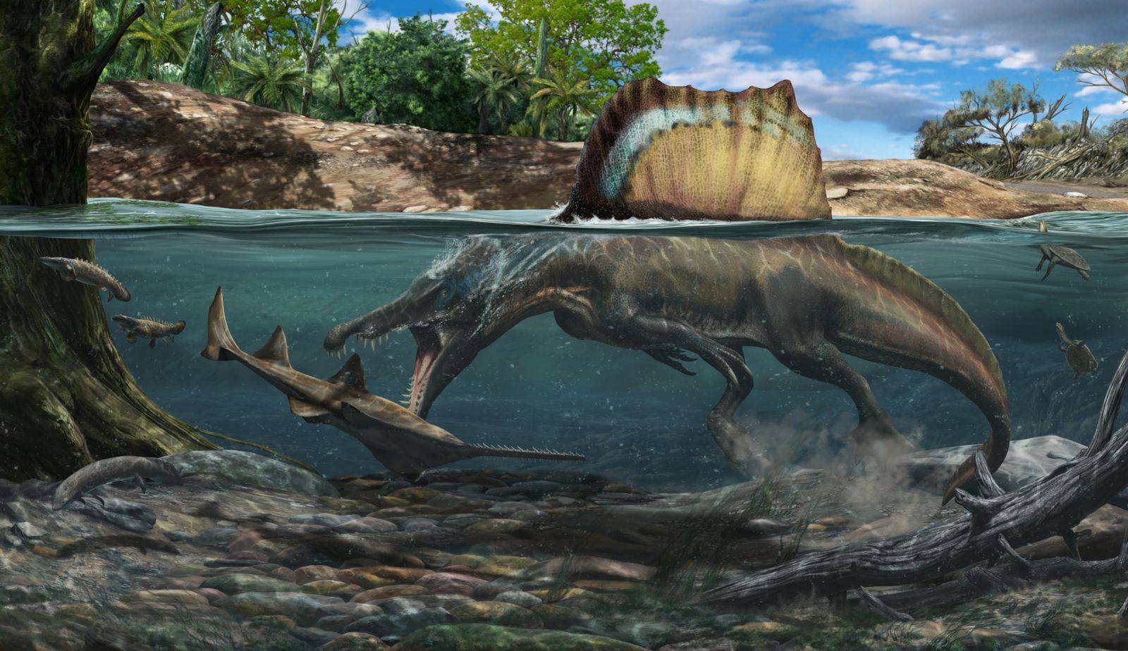 El Spinosaurus cazaba bajo el agua gracias a la densidad de sus huesos